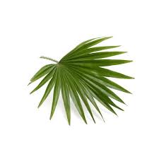Saw Palmetto